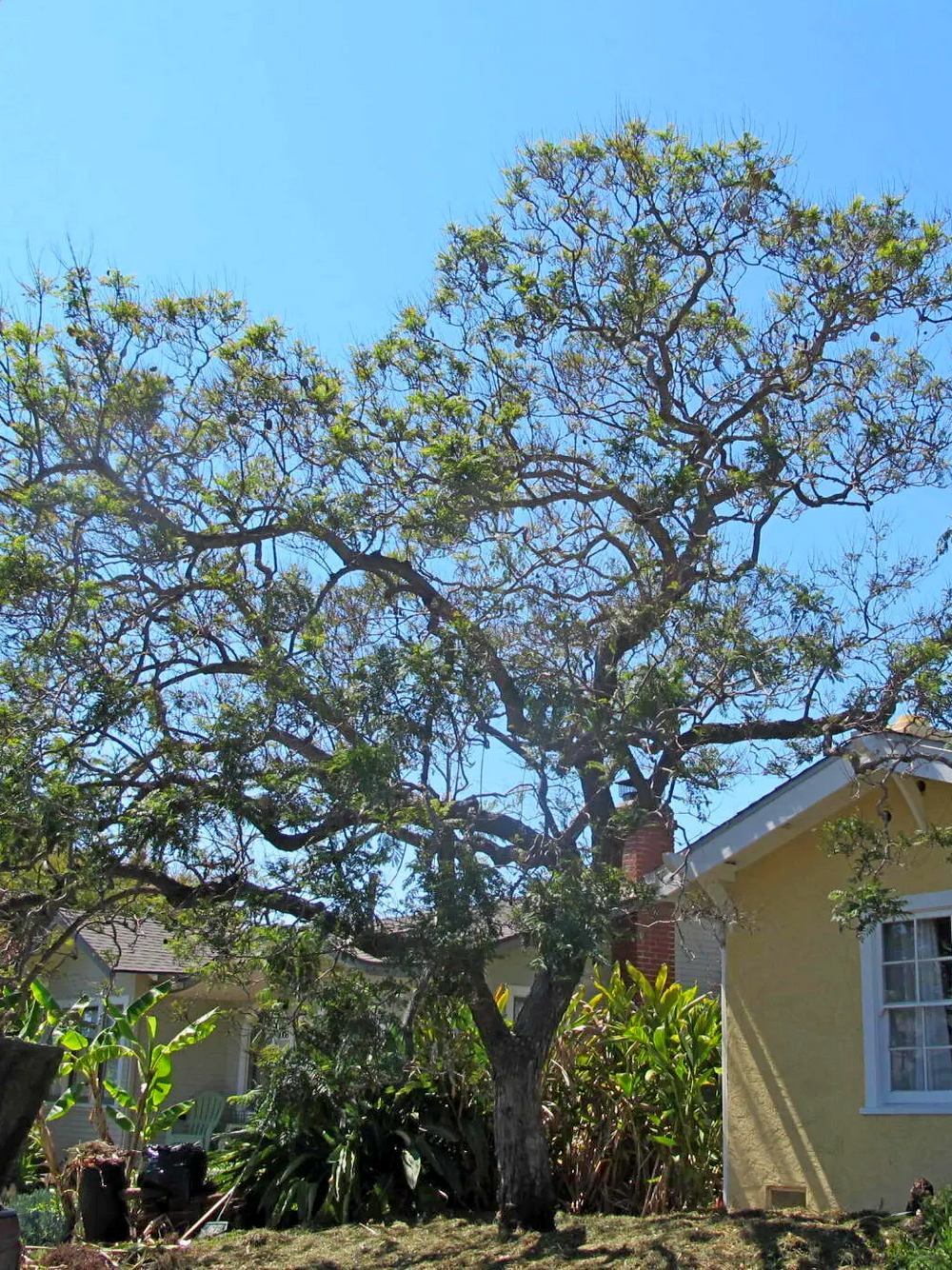 Jacaranda-+Before-1920w