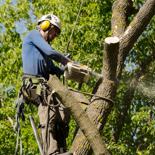 Arborist Services