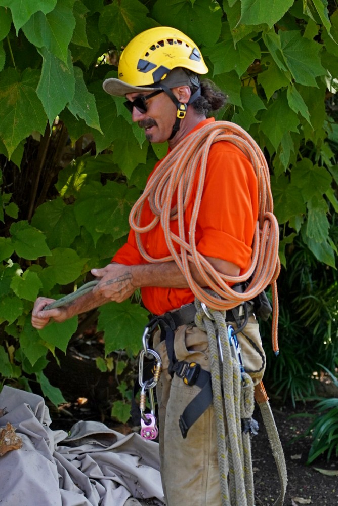 About Ted Safford & Son, Arborists team