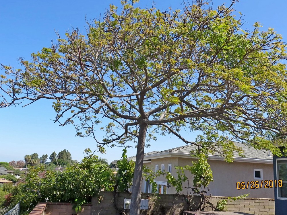 Cassia Sad Tree Rejuvenation in Sorrento Valley