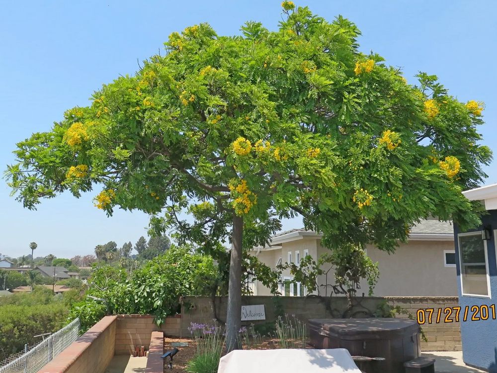 Cassia Sad Tree Rejuvenation in Sorrento Valley