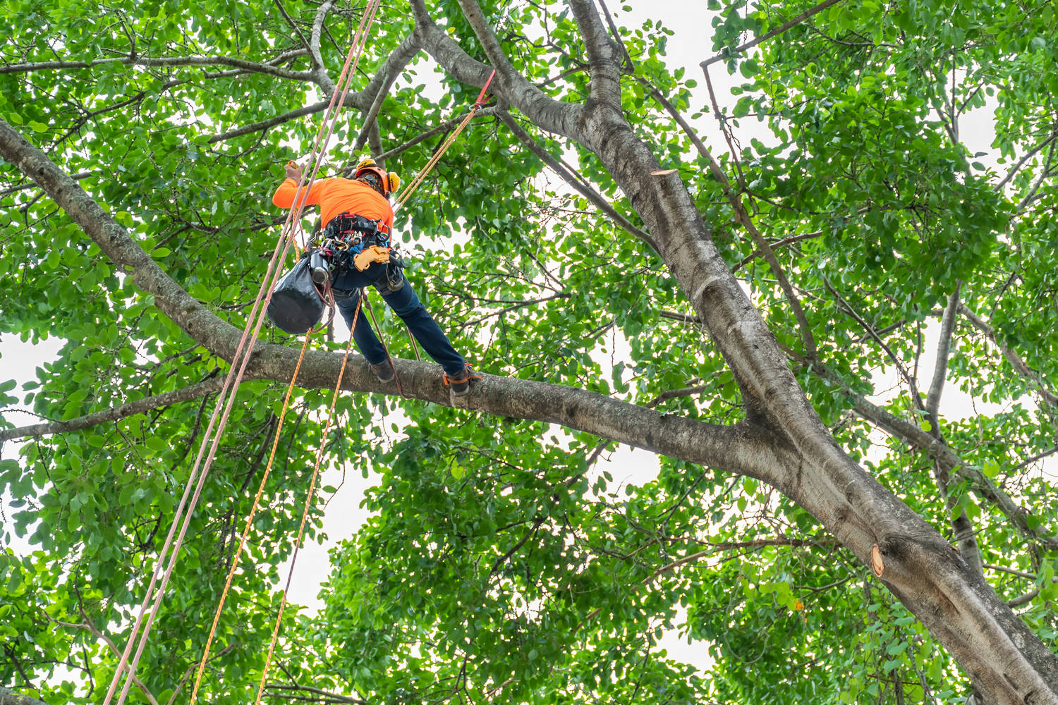 The,Worker,On,Giant,Tree