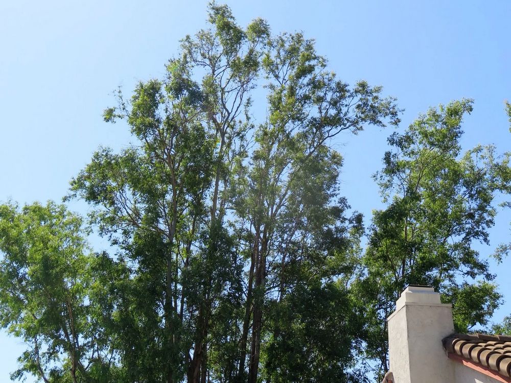 Eucalyptus Sad Tree Rejuvenation in La Jolla