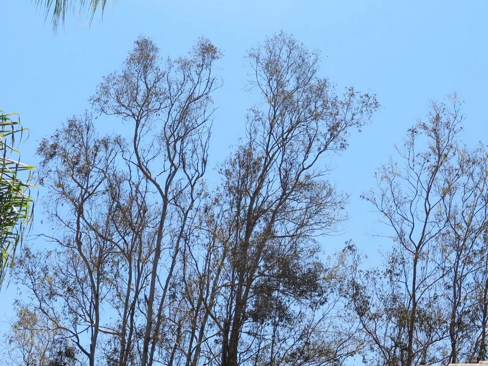 Eucalyptus Sad Tree Rejuvenation in La Jolla