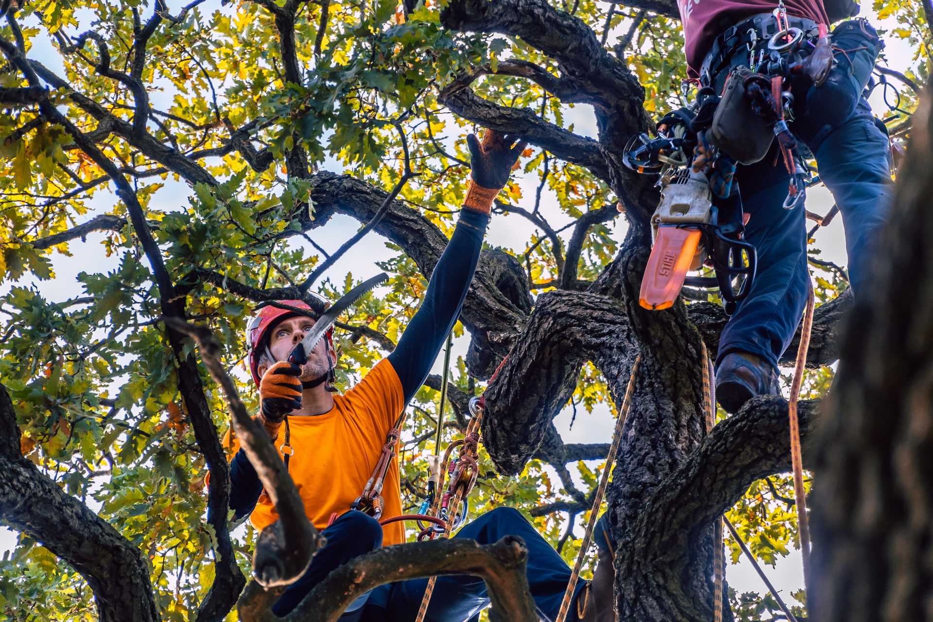 Experienced Licensed Arborists in Solana Beach, CA