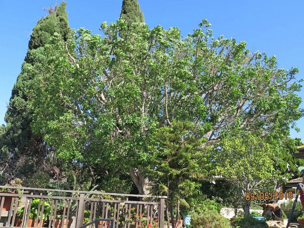 Ficus Fine Pruning in Del Mar