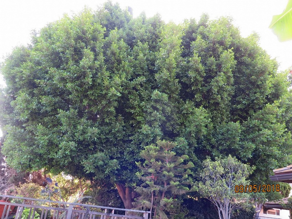 Ficus Fine Pruning in Del Mar