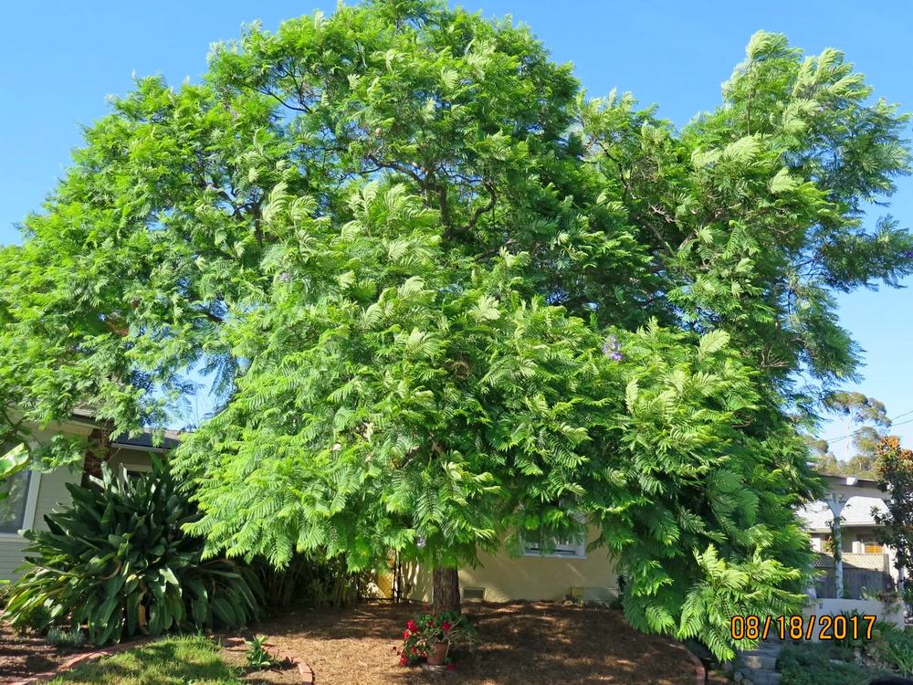 Jacaranda Sad Tree Rejuvenation in La Mesa