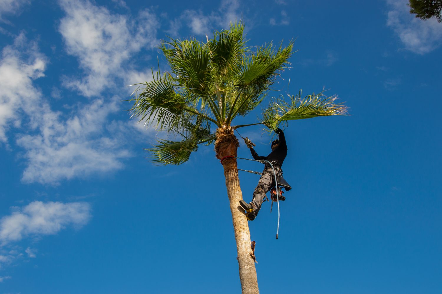 Palm Tree Maintenance