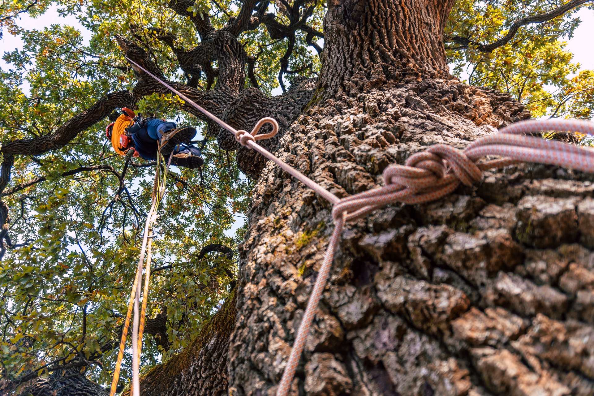 Skillful Arborists in Rancho Santa Fe, CA