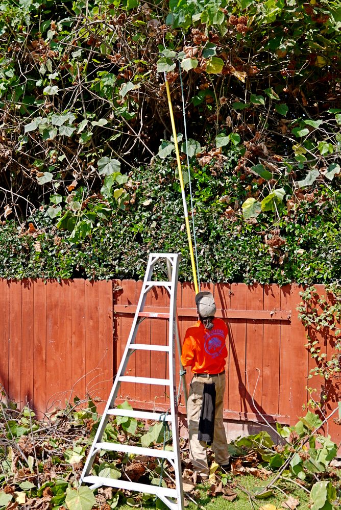 Ted Safford & Son, Arborists in San Diego CA