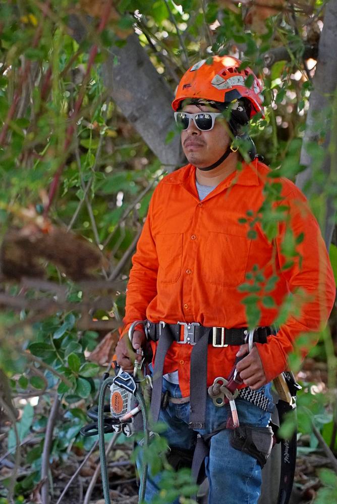 Ted Safford & Son, Arborists in San Diego