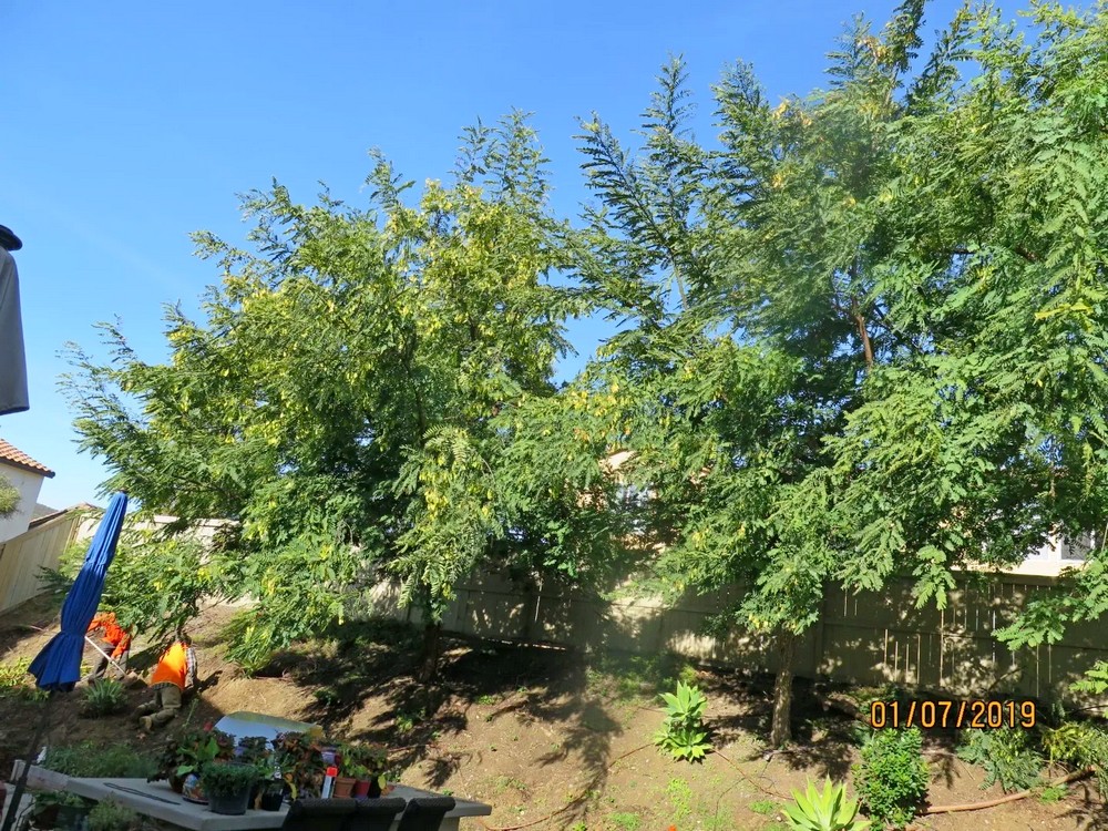 Tipu Tree Fine Pruning in Clairmont