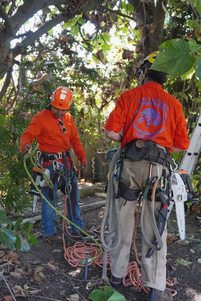 Tree and Arborist Services in San Diego