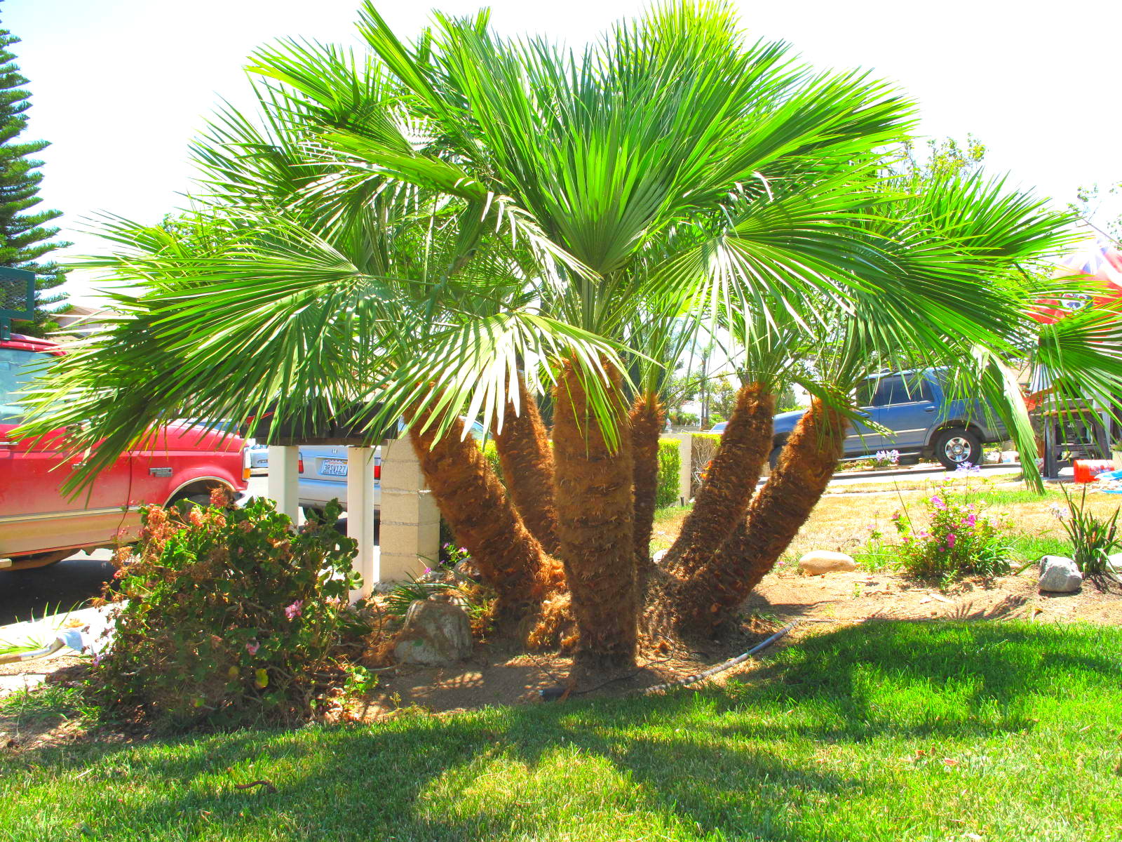 Roebellini Palms Maintenance in San Diego, CA