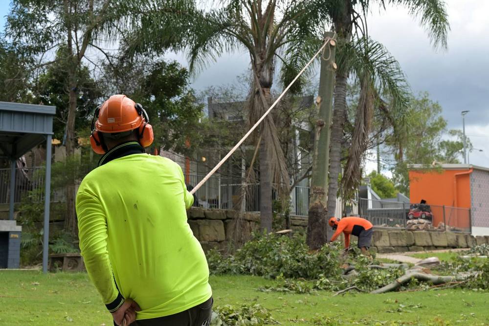 When to Remove a Tree: Signs It's Time to Call an Arborist