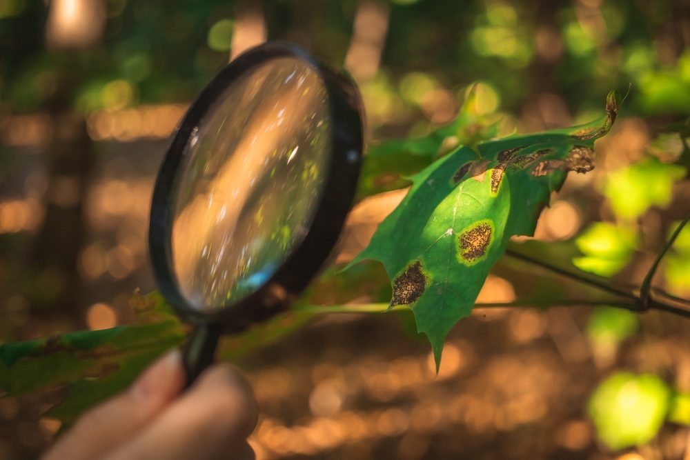 How to Spot Signs of Tree Disease and What to Do About It