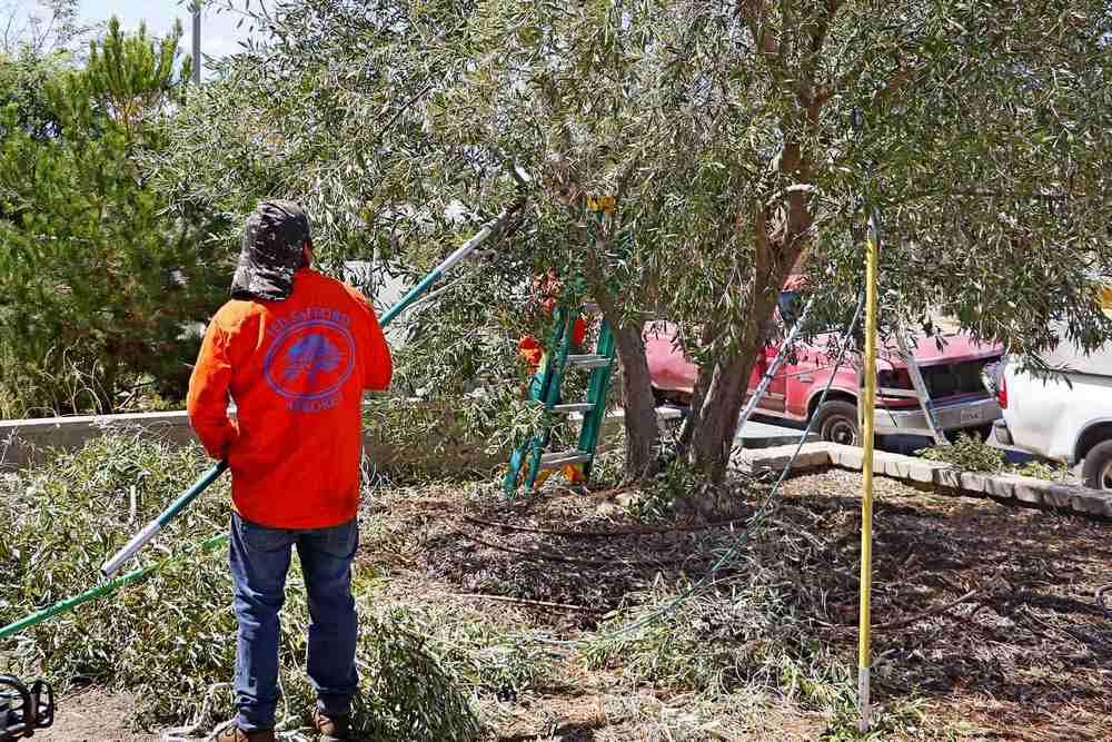 The Importance of Regular Tree Care: Why Tree Health Matters