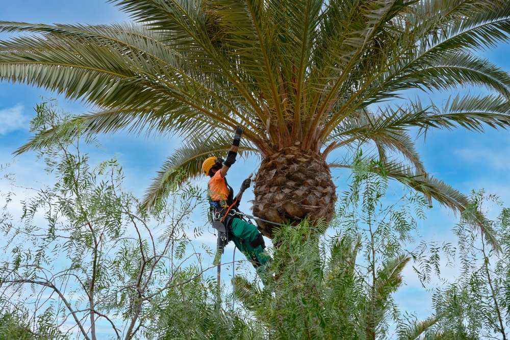 The Importance of Regular Palm Tree Pruning and Trimming