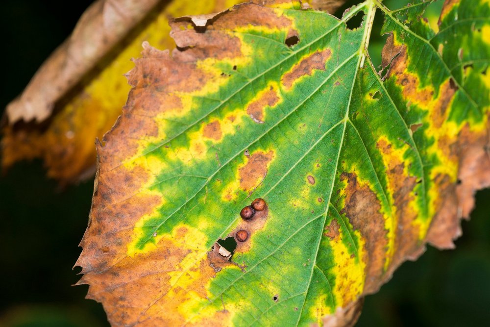 What is Bacterial Leaf Scorch?