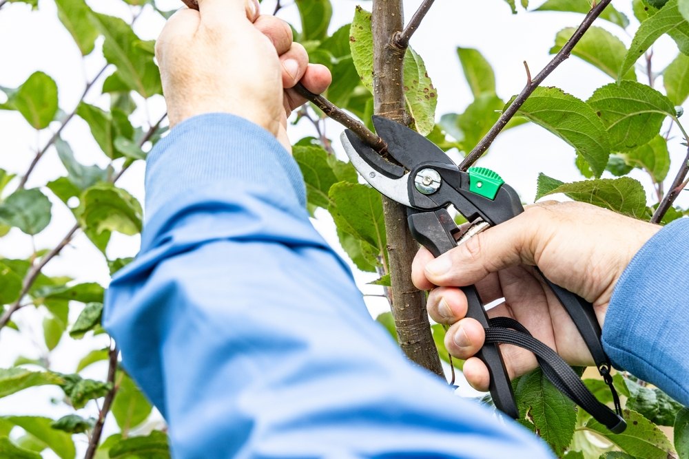 Why Tree Pruning by a Professional Arborist Is Essential for Healthy Growth