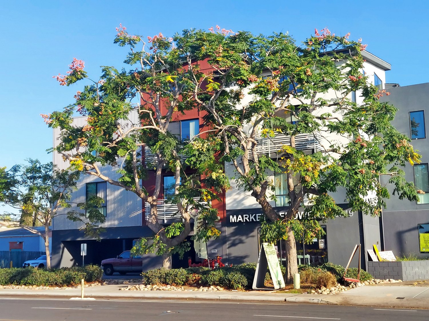 Fine Pruning - Chinese Flame Tree in Linda Vista, CA (5)