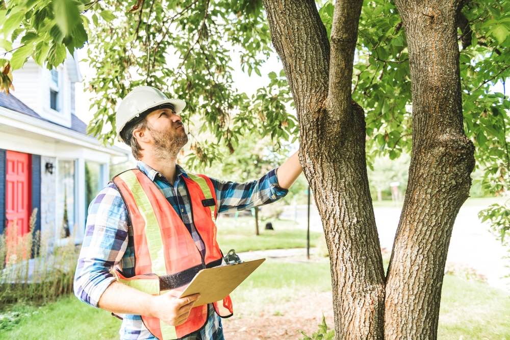 How Can a Certified Arborist Help Identify and Treat Tree Diseases