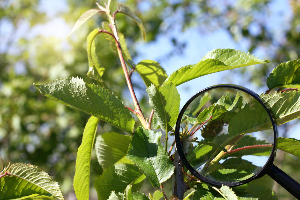 How Can an Arborist Enhance the Health of My Trees?