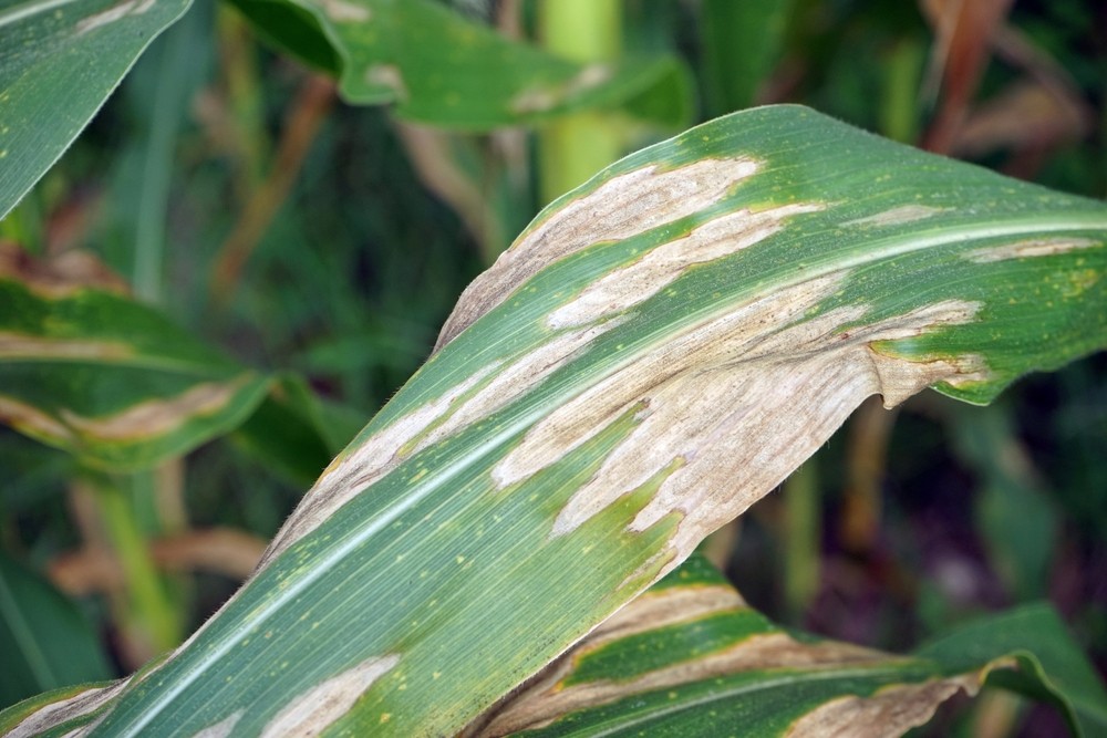 Common Tree Diseases and How an Arborist Can Help