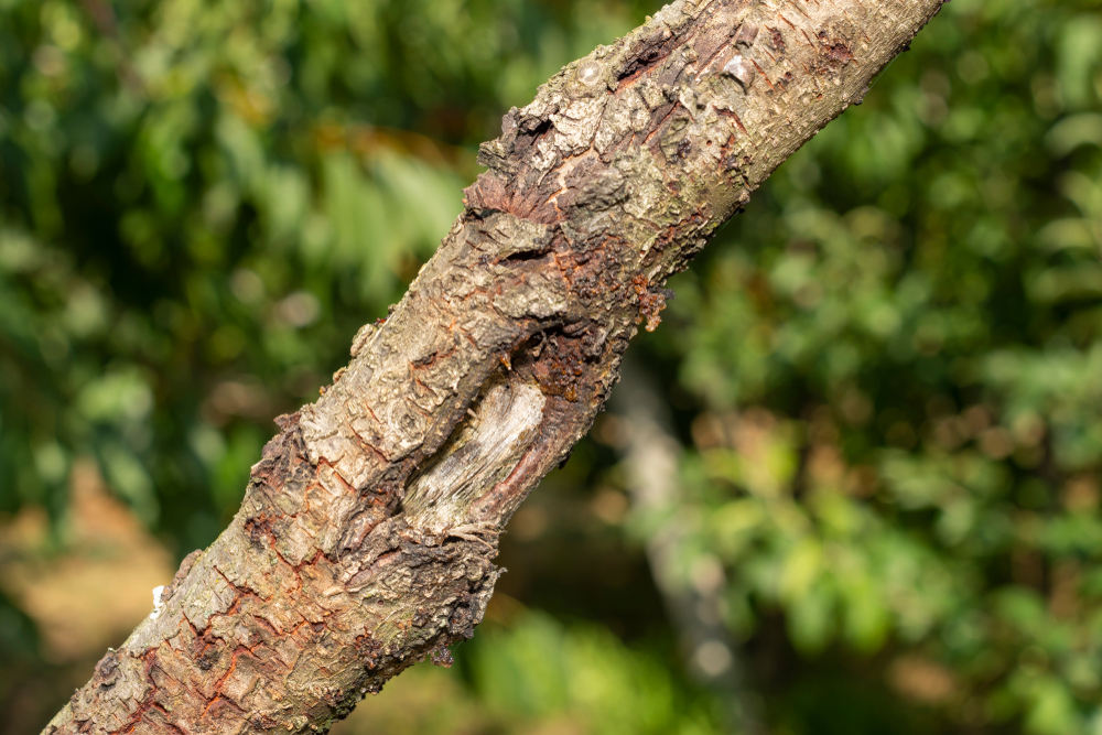 How to Spot a Dangerous Tree: Signs You Need an Arborist