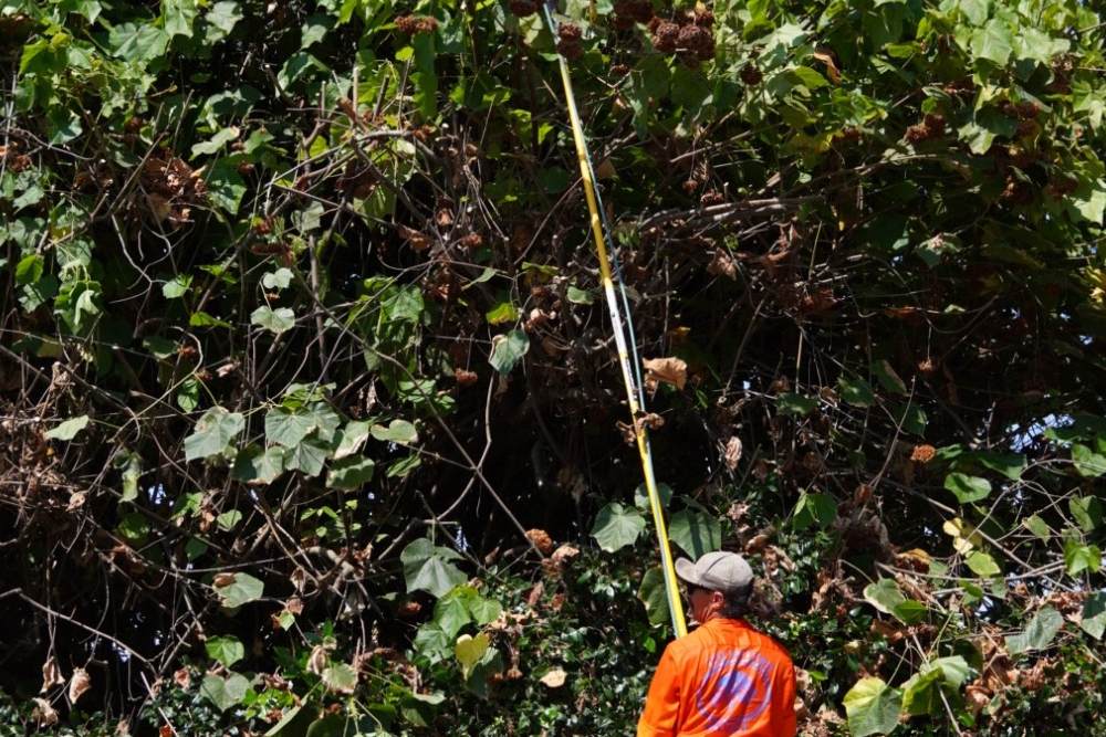 The Benefits of Professional Tree Pruning: Why You Need an Arborist