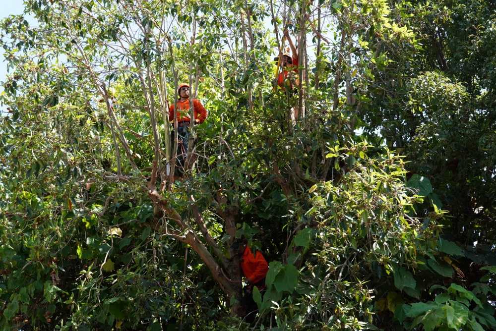 Why You Should Hire a Certified Arborist for Tree Care