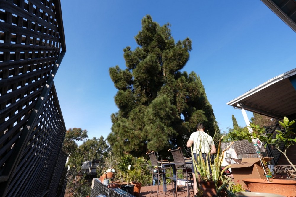 5 Reasons Hiring a Professional Arborist Saves Your Trees and Your Wallet
