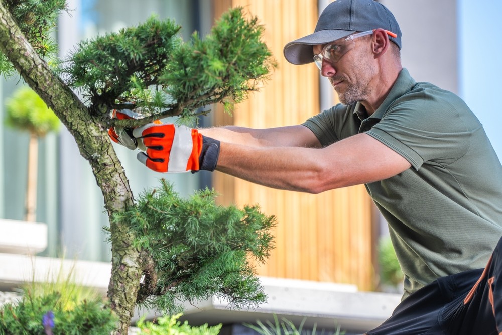 Certified Arborists vs. General Landscapers: What’s the Difference?
