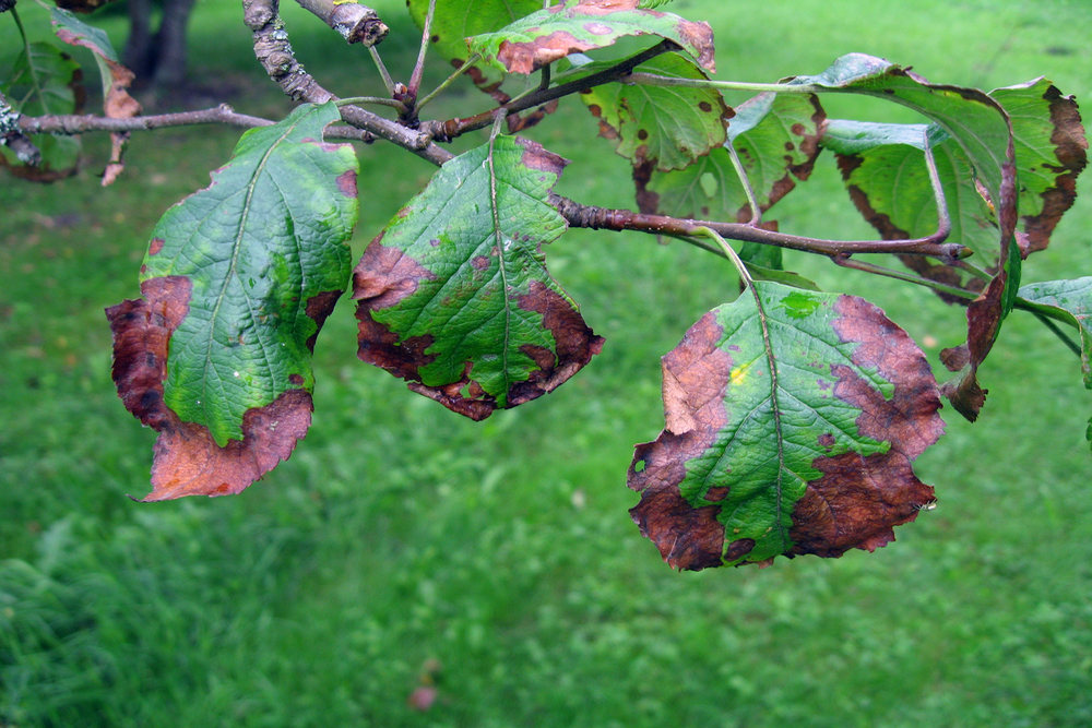Common Trees Susceptible to Bacterial Leaf Scorch