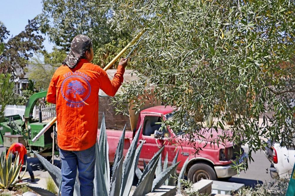 How Arborists Diagnose and Treat Tree Diseases Before They Spread
