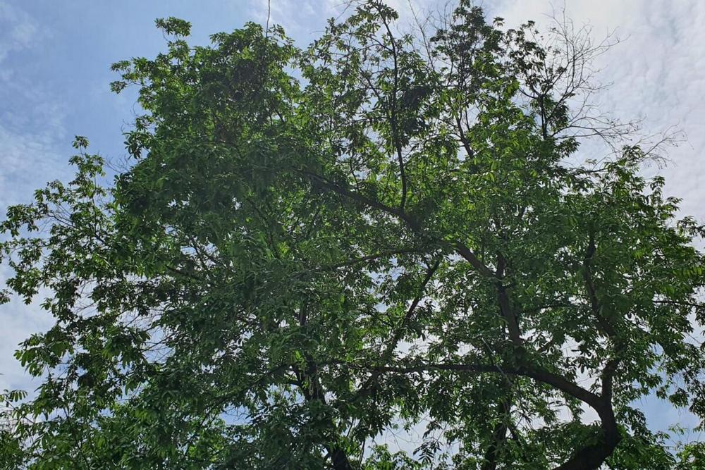 Signs Your Tree Might Need Professional Attention