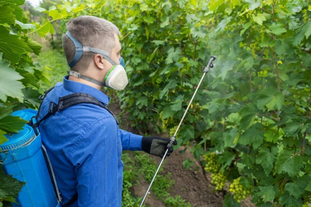 The Importance of Annual Tree Health Checkups