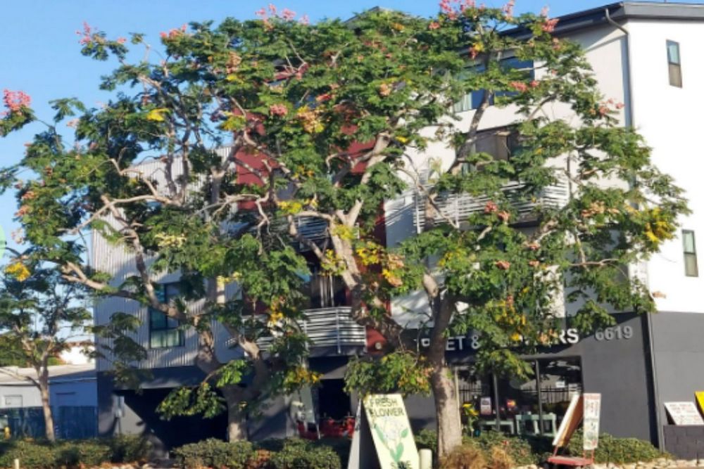 The Top 5 Tree Care Mistakes Homeowners Make and How to Avoid Them