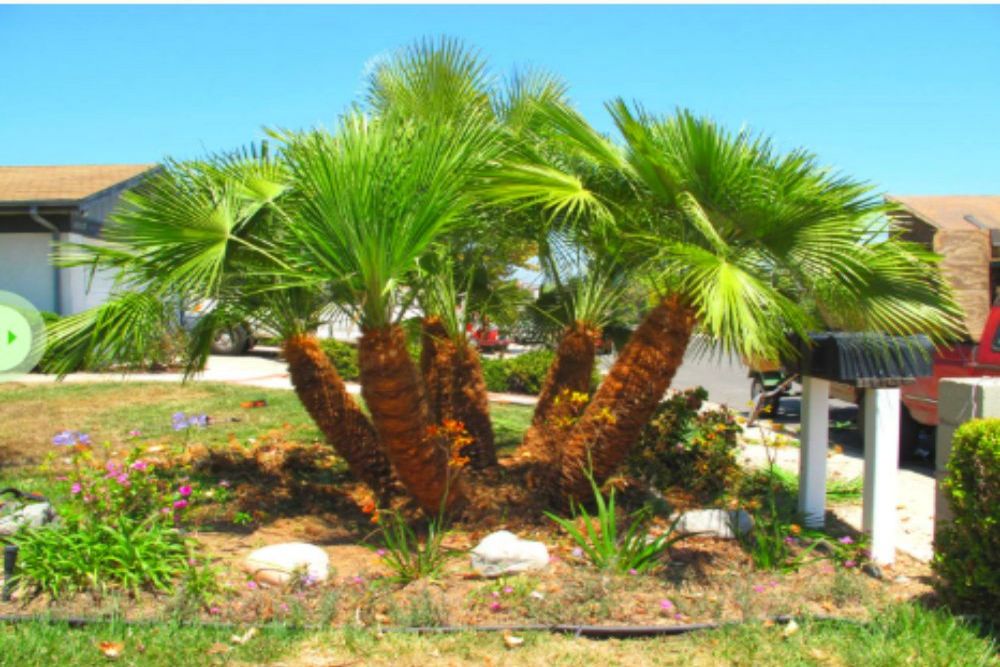 When Is the Best Time to Prune Trees and Shrubs?