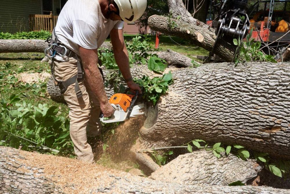 When is Tree Removal Necessary?