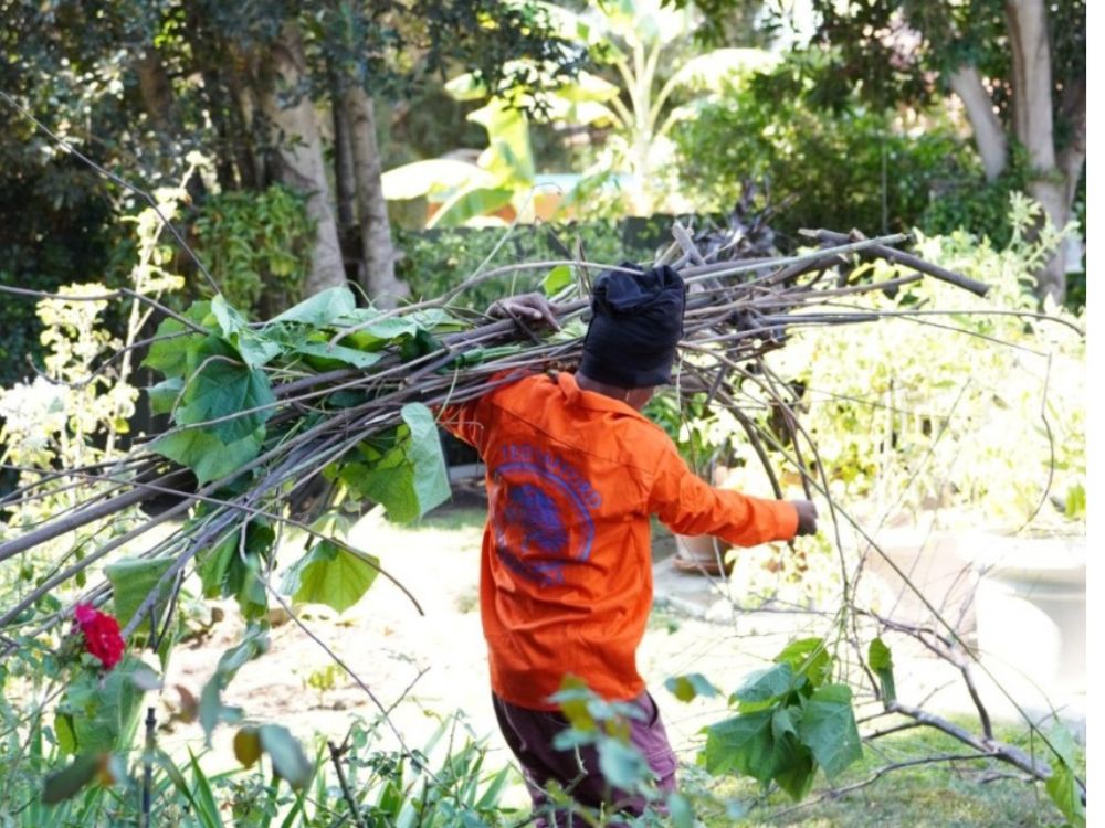 Why Tree Removal Isn’t Always the Answer: An Arborist’s Perspective