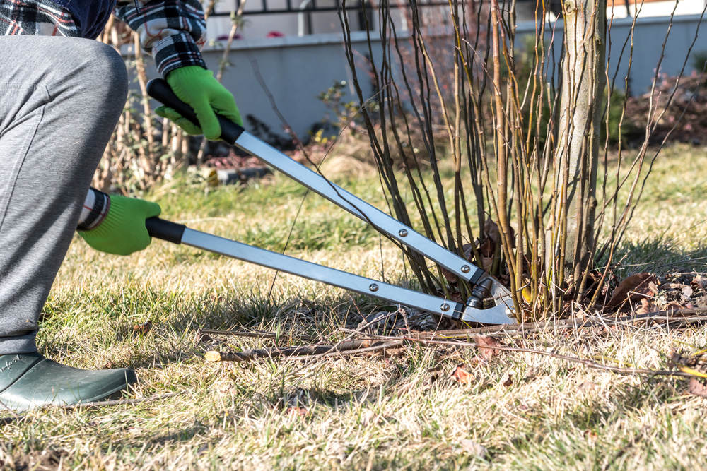 How Root Pruning and Barriers Protect Your Foundation and Driveway