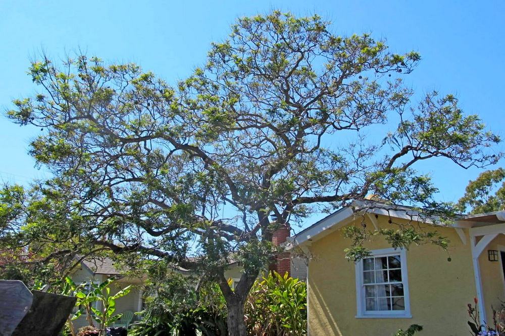 How to Know When It’s Time for Tree Removal: Warning Signs Every Homeowner Should Spot