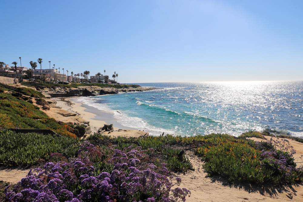 Fine Pruning Services in La Jolla