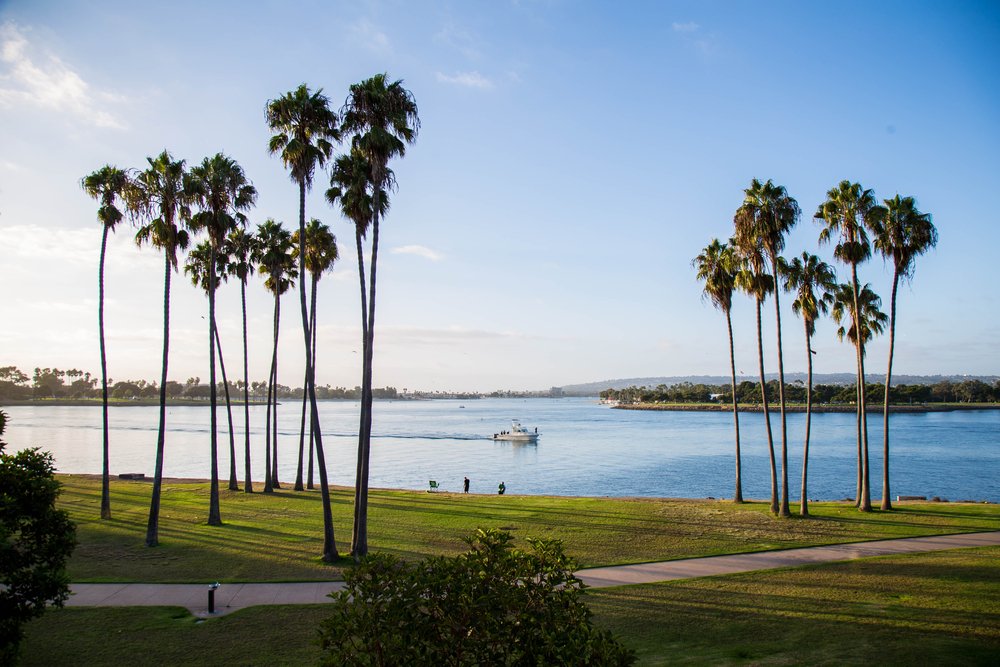 Professional Tree Care Services in Bay Park, CA