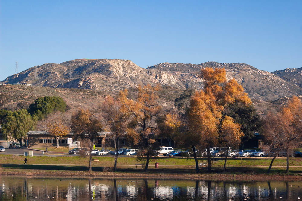 Tree-Removal-Service-in-Lakeside