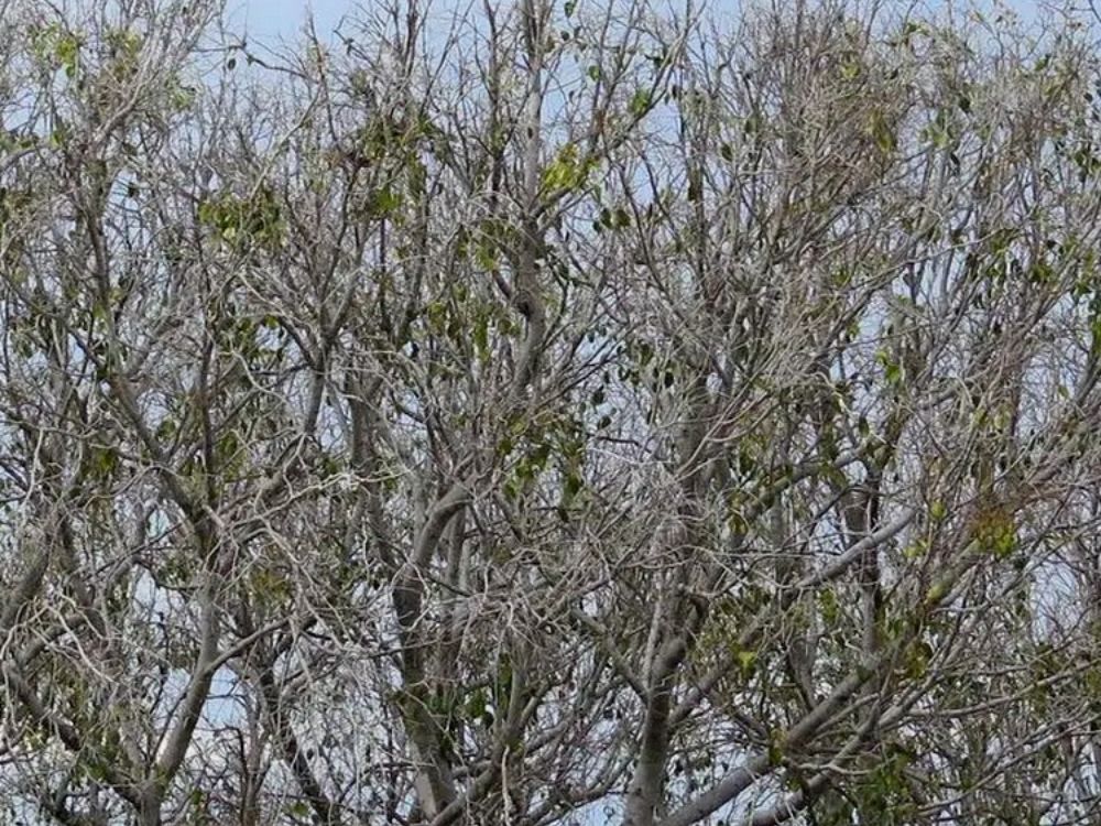 Why Deep Root Fertilization Is a Game-Changer for Drought-Stressed Trees