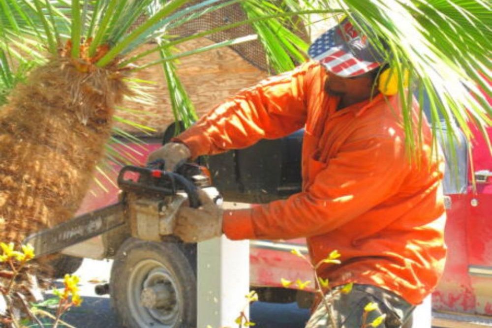Why Fine Pruning Enhances Tree Health and Boosts Curb Appeal