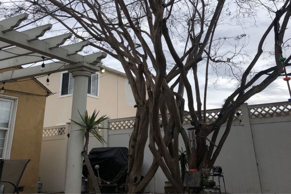How to Recognize When a Tree Is Diseased or Dying